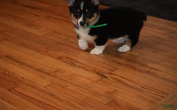 Welsh Corgi Pembroke dogs for sale: Mr Green - Image 7