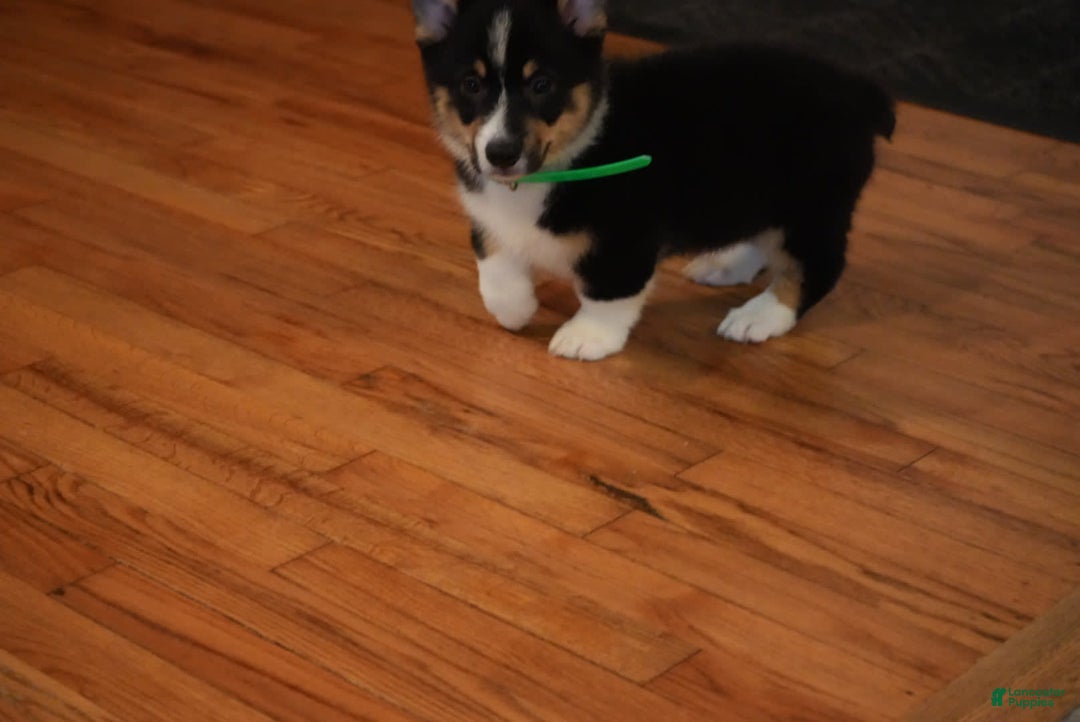 Welsh Corgi Pembroke dogs for sale: Mr Green - Image 7