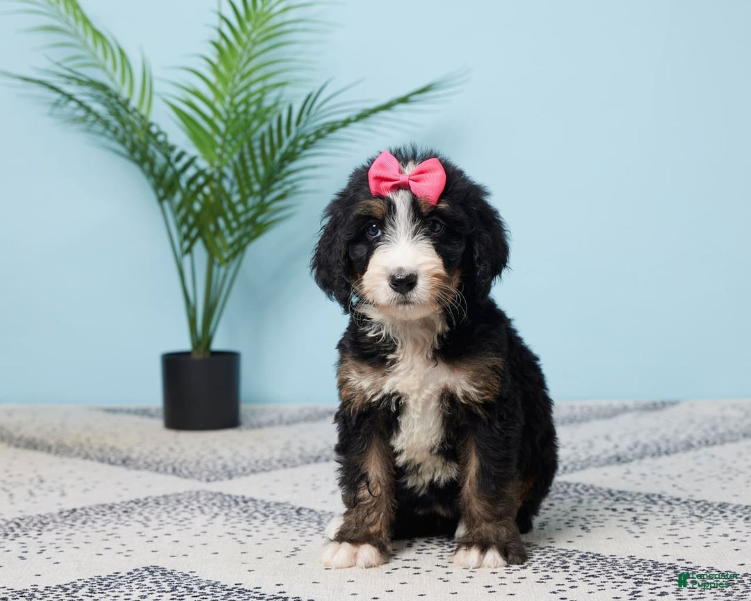 Bernedoodle dogs for sale: Chloe - Image 4
