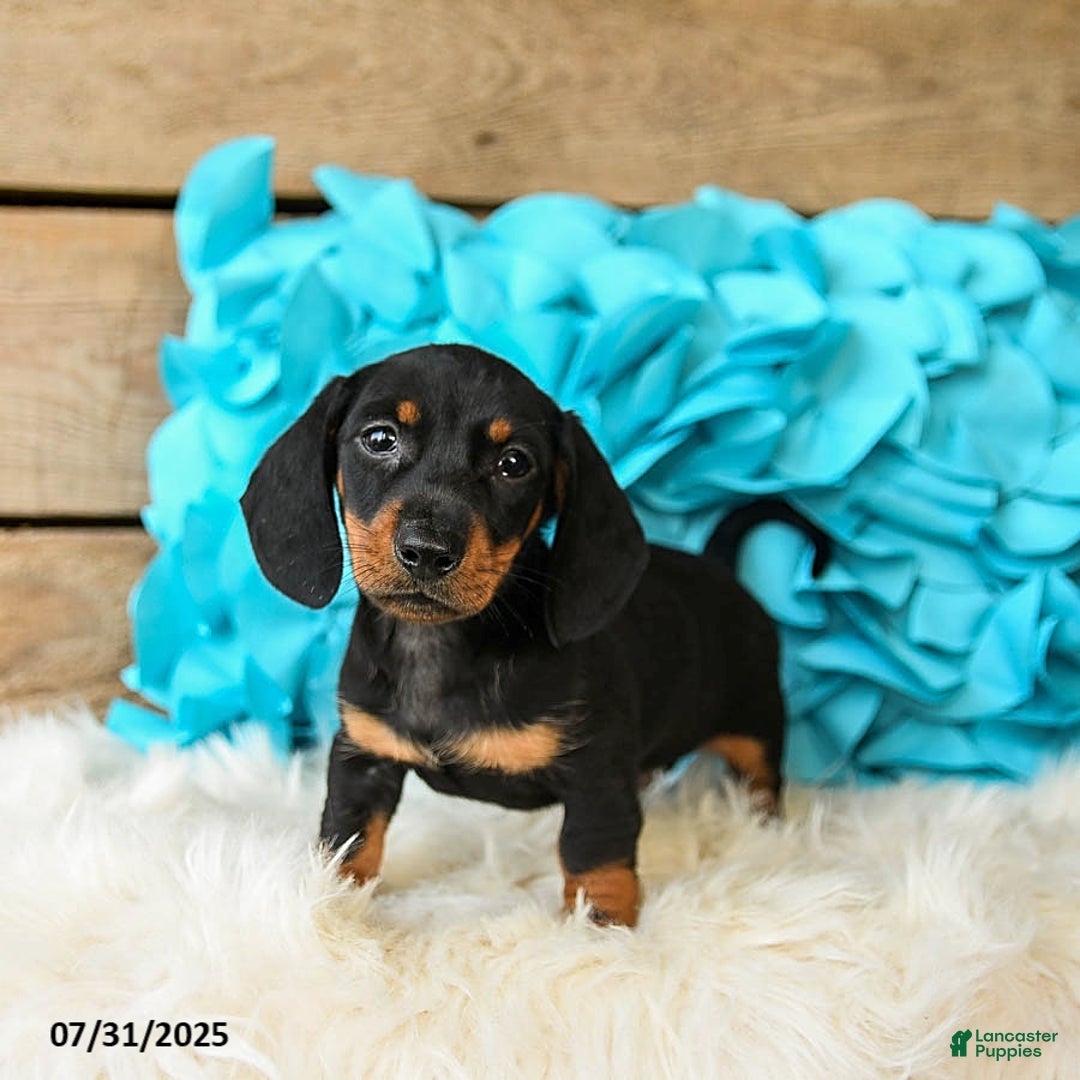 Miniature Dachshund dogs for sale: Jelly Bean - Image 3