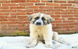 Anatolian Shepherd dogs for sale: Summer - Image 1