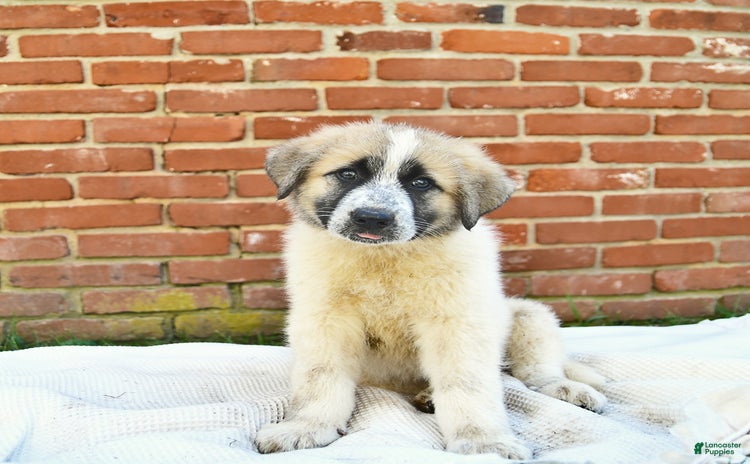 Anatolian Shepherd dogs for sale - Ad 3