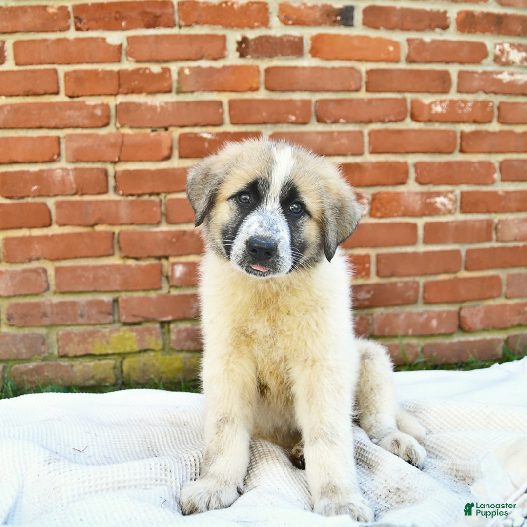 Anatolian Shepherd dogs for sale: Summer - Image 1