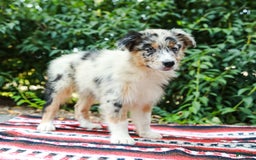 Australian Shepherd dogs for sale: Georgia - Image 2