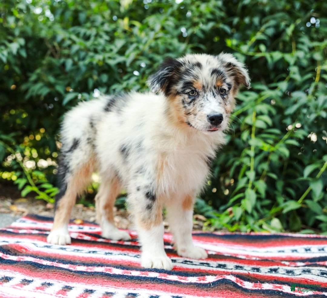 Australian Shepherd dogs for sale: Georgia - Image 2