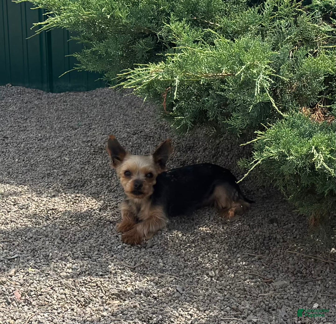 Yorkshire Terrier dogs for sale: Baxter - Image 12