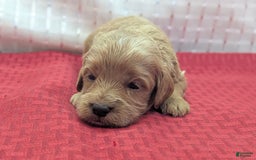 Cavapoo dogs for sale: Rex - Image 14
