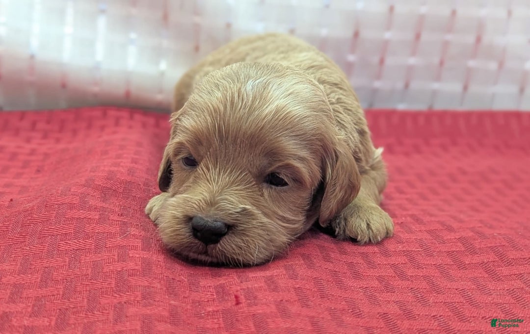 Cavapoo dogs for sale: Rex - Image 14
