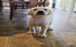 Labrador Retriever dogs for sale: Rileys Rosie - Image 9