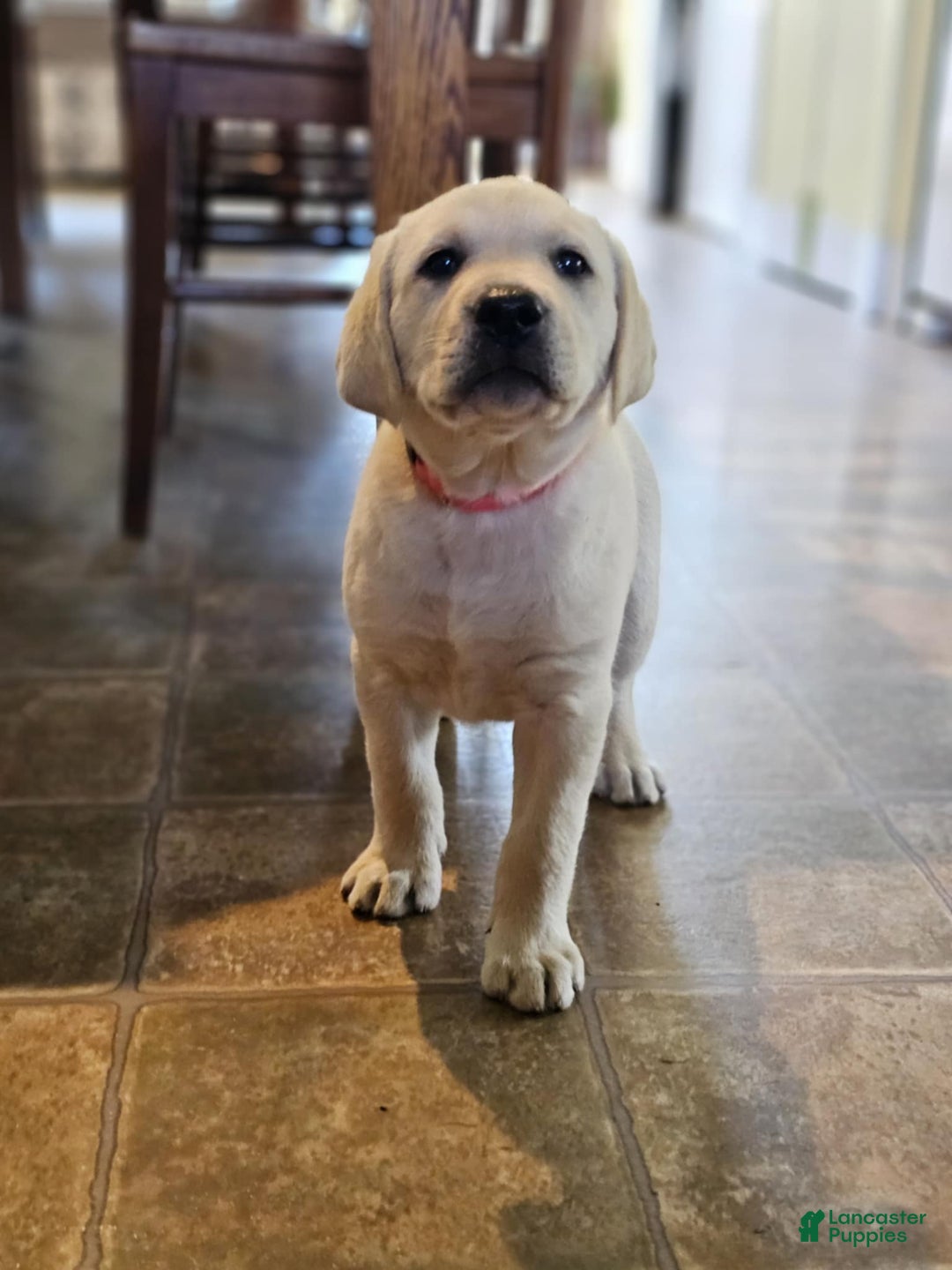 Labrador Retriever dogs for sale: Rileys Rosie - Image 9