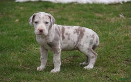 Great Dane dogs for sale: Jovie - Image 2