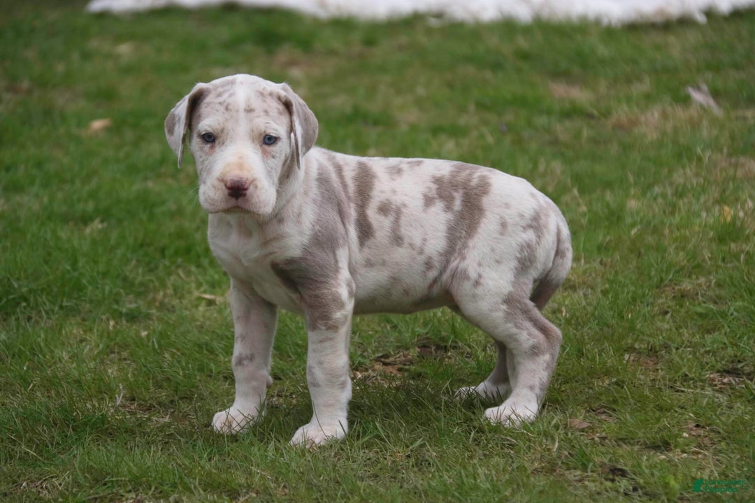 Great Dane dogs for sale: Jovie - Image 2