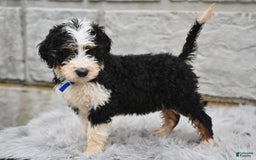Bernedoodle dogs for sale: Farley - Image 3