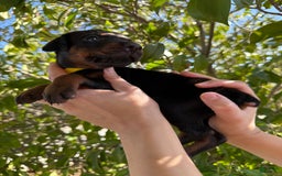 Doberman Pinscher dogs for sale: Yellow Collar - Image 8