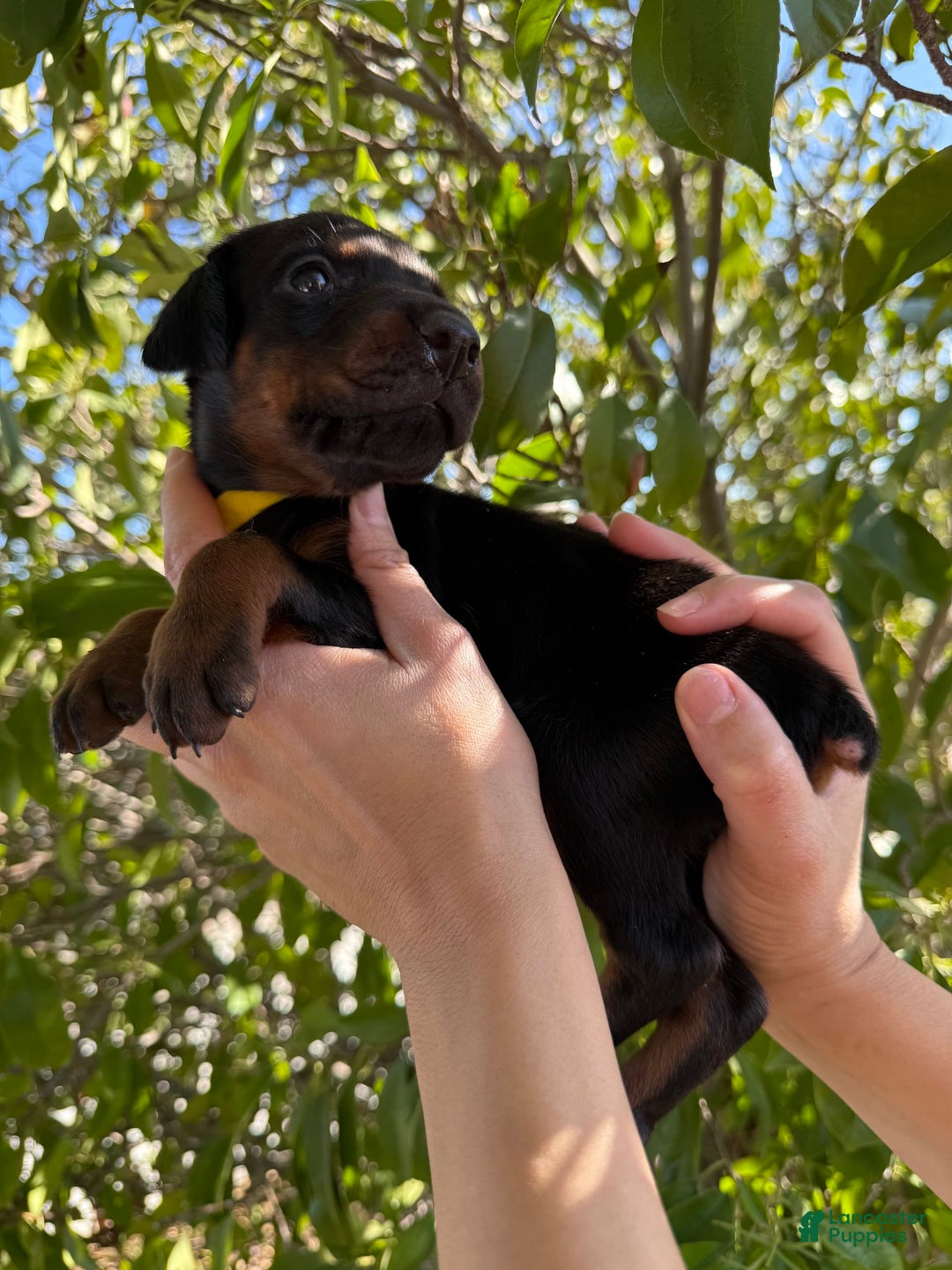 Doberman Pinscher dogs for sale: Yellow Collar - Image 8