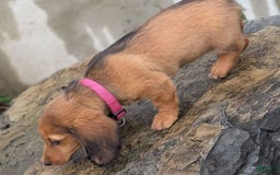 Dachshund dogs for sale: Lena - Image 20