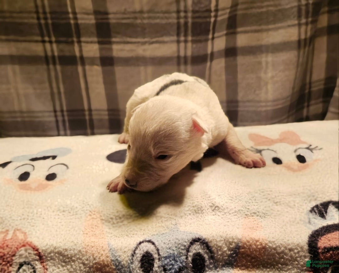Border Collie dogs for sale: Dreami - Image 34