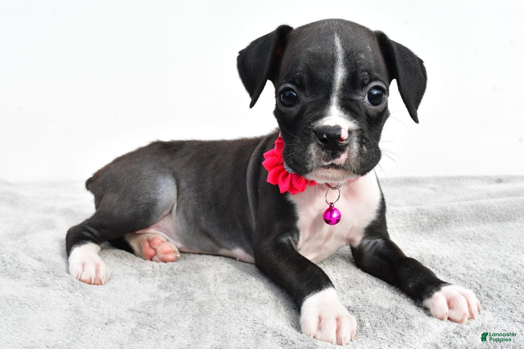 Boxer dogs for sale: Rowan - Image 5