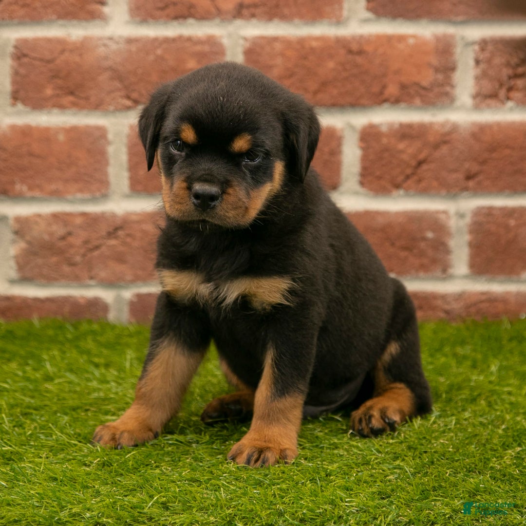 Rottweiler dogs for sale: Hunter - Image 7