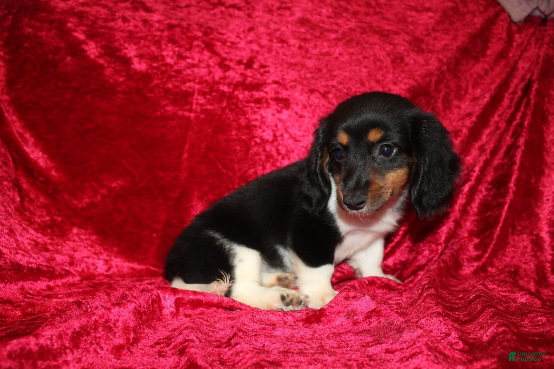 Miniature Dachshund dogs for sale: Casey - Image 13