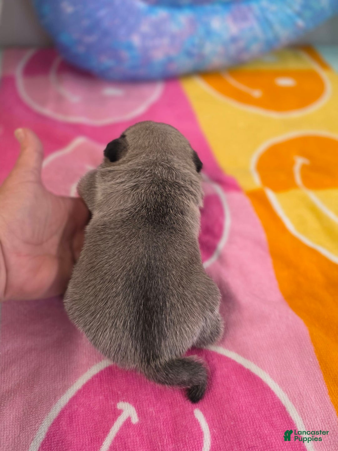 Pug dogs for sale: Lola - Image 5
