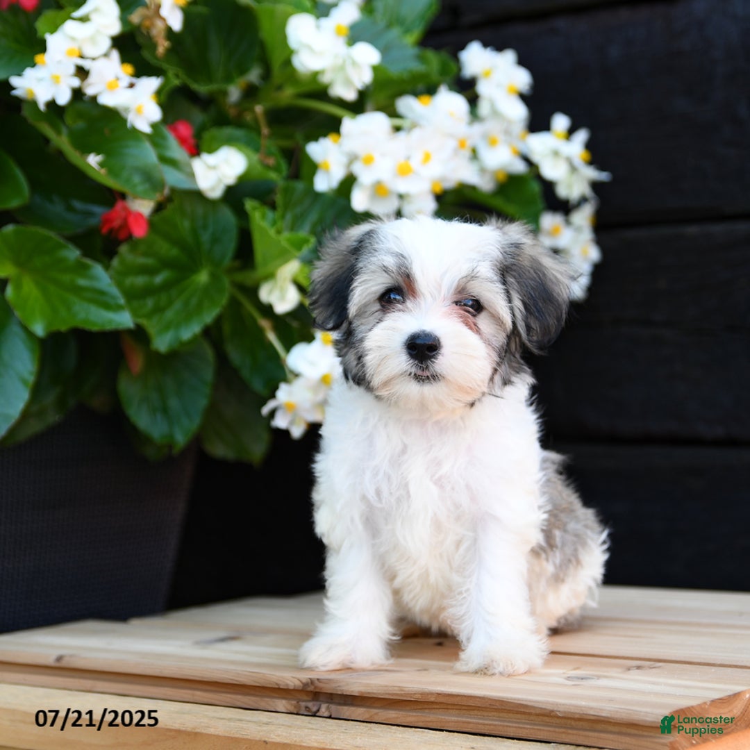 Maltese dogs for sale: Jasmine - Image 3