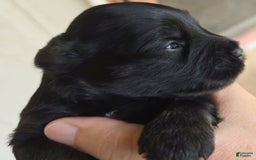 Miniature Schnauzer dogs for sale: Pup 1 - Image 4