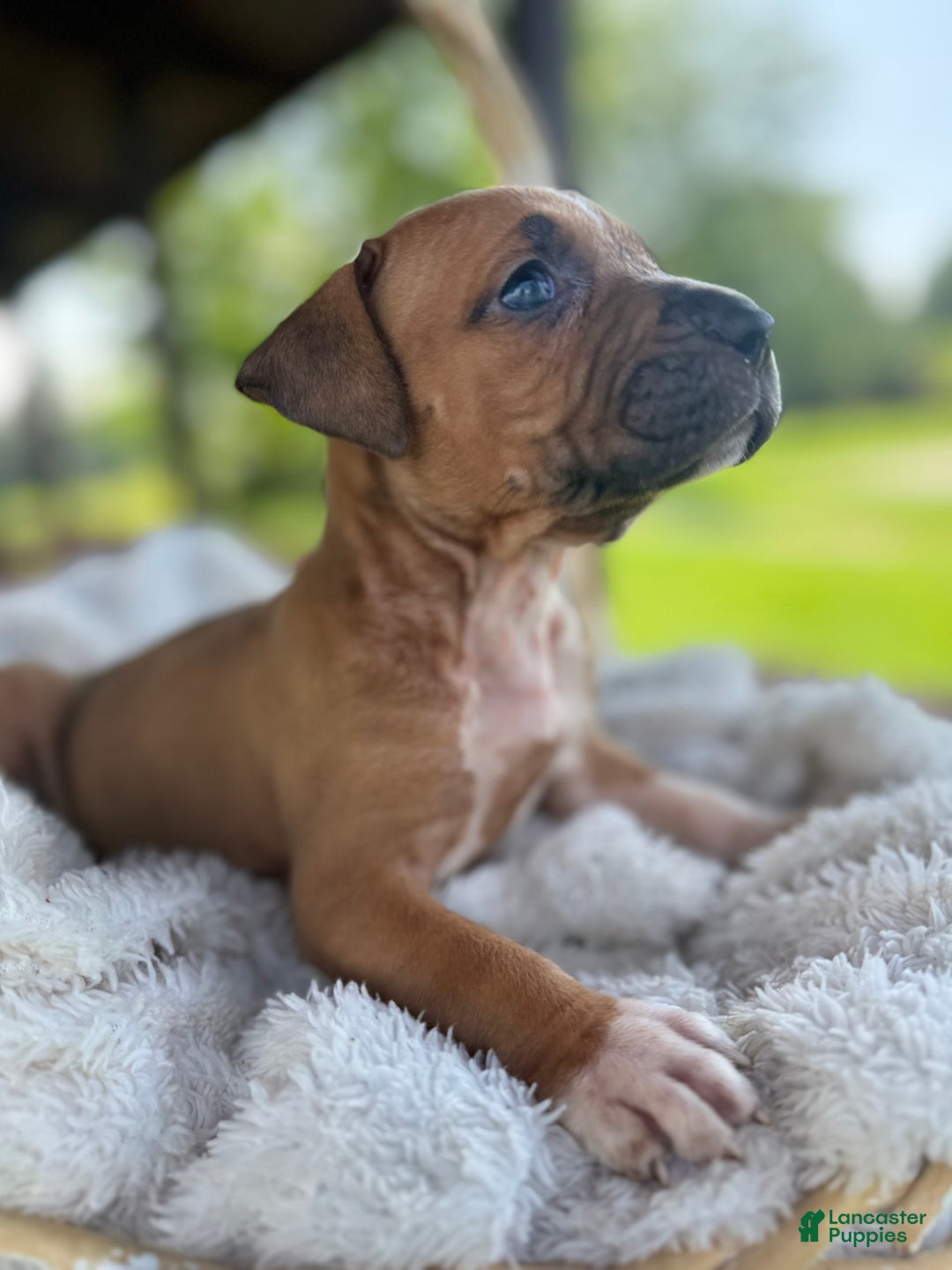 American Bully dogs for sale: Karma - Image 6