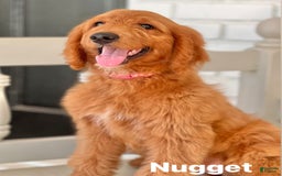 Goldendoodle dogs for sale: Nugget - Image 20