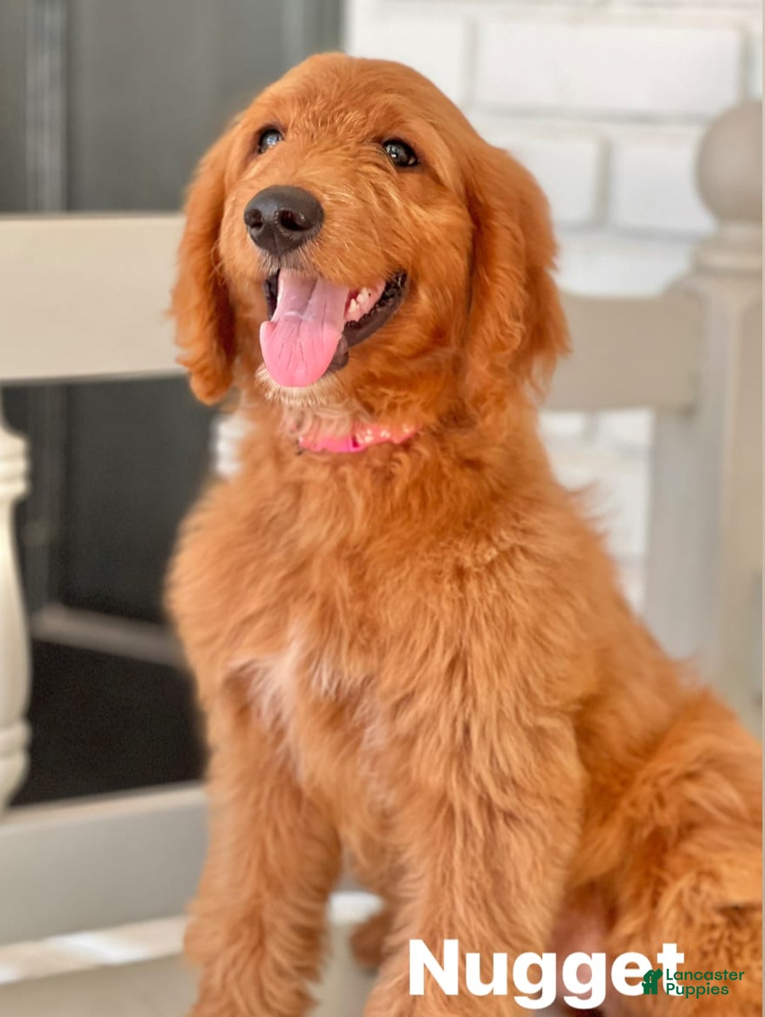 Goldendoodle dogs for sale: Nugget - Image 20