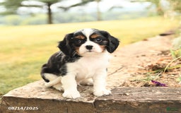 Cavalier King Charles Spaniel dogs for sale: Drake - Image 1