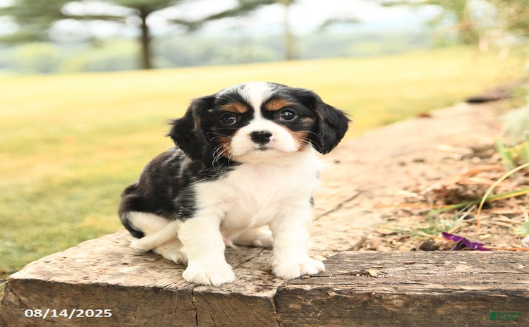 Cavalier King Charles Spaniel dogs for sale - Ad 5