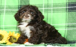 Cockapoo dogs for sale: Victor - Image 1