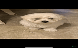 Morkie dogs for sale: Lucy - Image 1