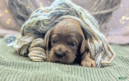 Cavapoo dogs for sale: Zeus - Image 9
