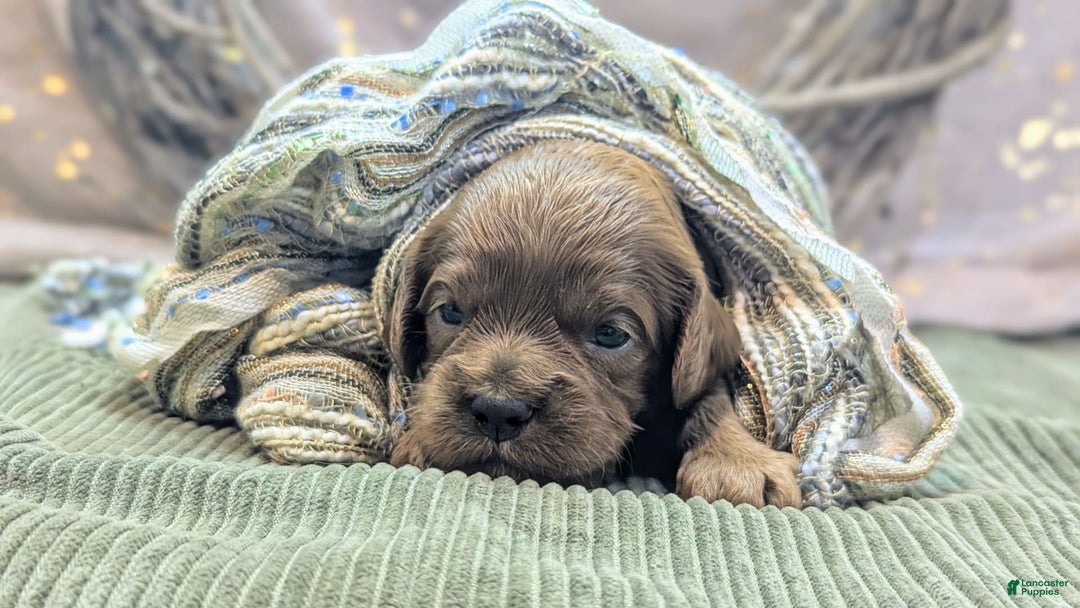 Cavapoo dogs for sale: Zeus - Image 9
