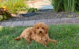 Cockapoo dogs for sale: Terry - Image 7