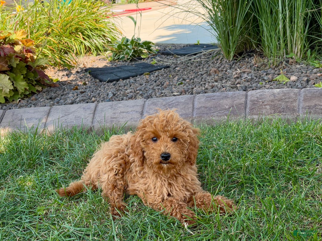 Cockapoo dogs for sale: Terry - Image 7