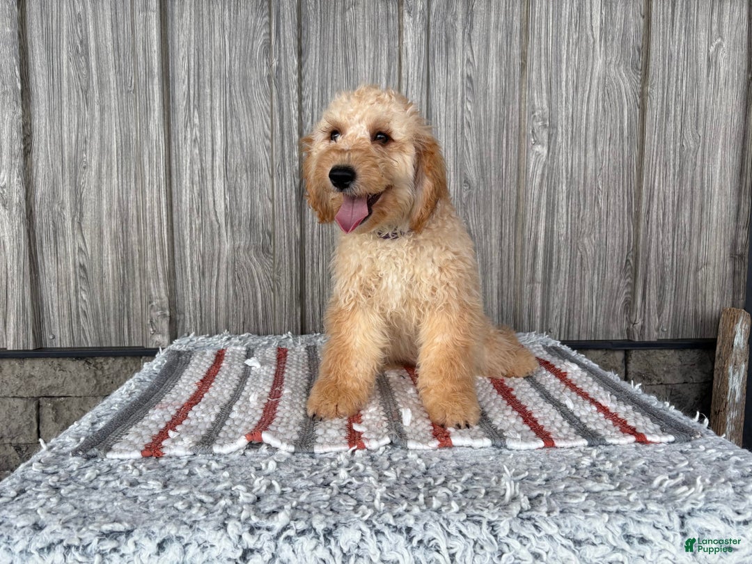 Mini Goldendoodle dogs for sale: Angie - Image 9