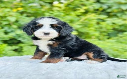 Bernedoodle dogs for sale: Bailey - Image 1