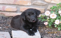 Labrador Retriever dogs for sale: Hunter - Image 7