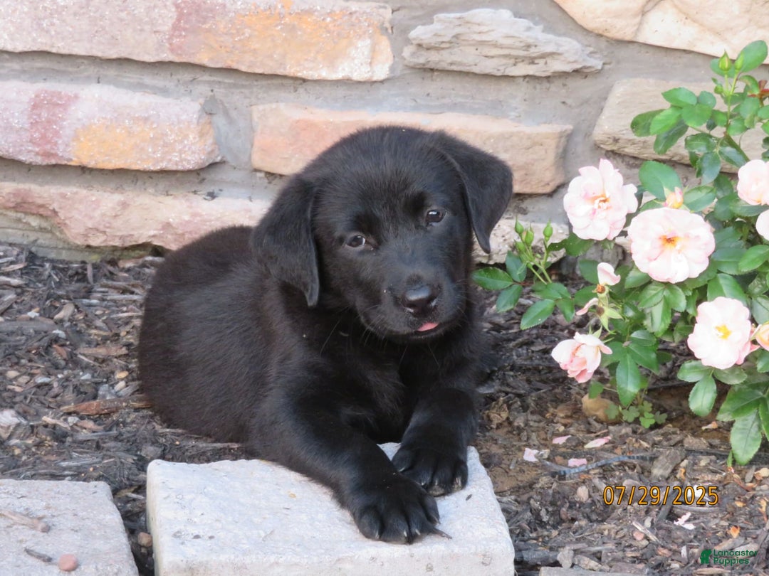 Labrador Retriever dogs for sale: Hunter - Image 7