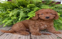 Mini Goldendoodle dogs for sale: Mini -lilly - Image 34