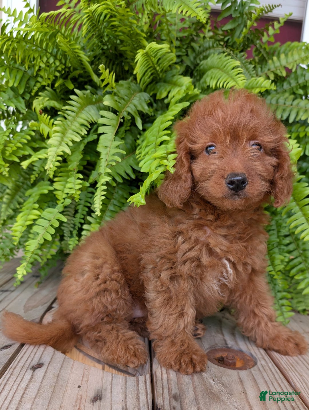 Mini Goldendoodle dogs for sale: Mini -lilly - Image 34