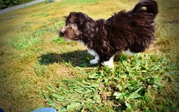 Havapoo dogs for sale: Hammie - Image 8