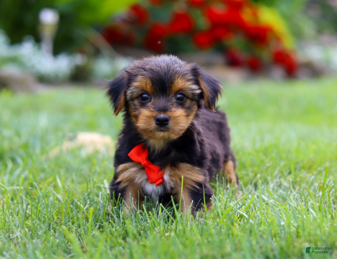Yorkshire Terrier dogs for sale: Frankie - Image 4