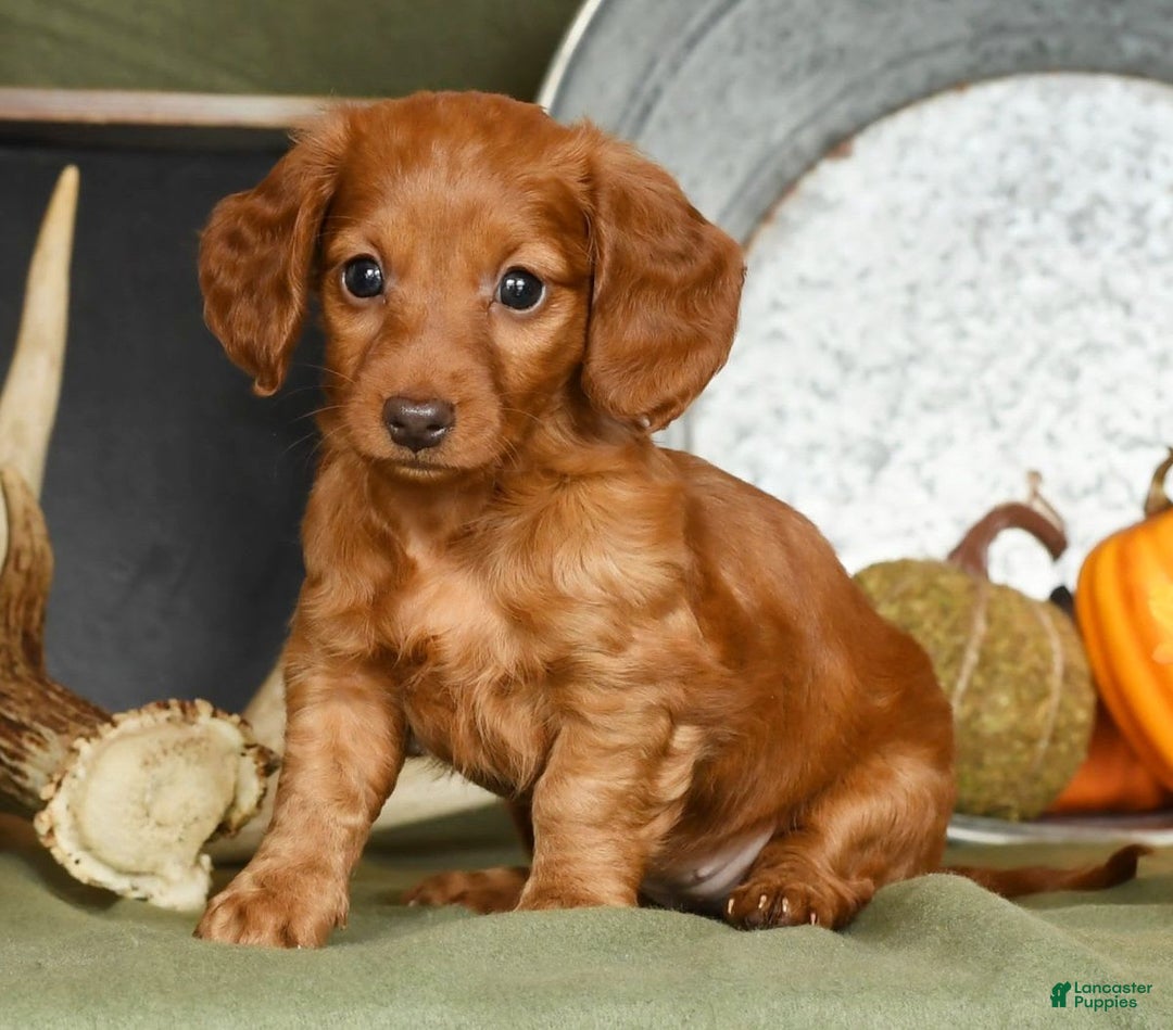 Miniature Dachshund dogs for sale: Elsa - Image 6