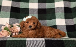 Mini Goldendoodle dogs for sale: Kamryn Hypoallergenic - Image 4