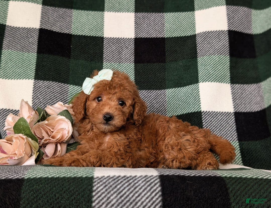 Mini Goldendoodle dogs for sale: Kamryn Hypoallergenic - Image 4