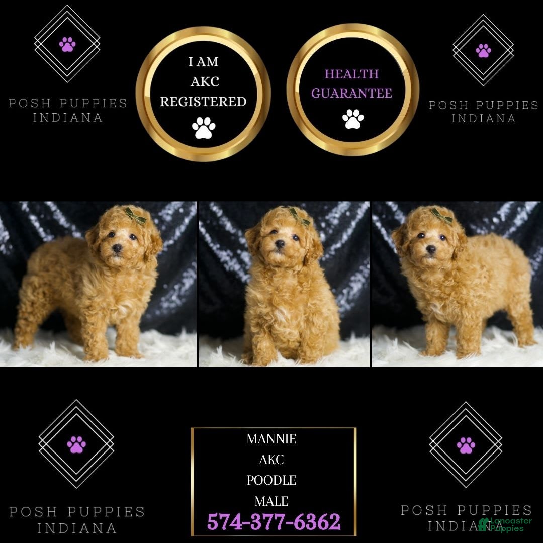 Toy Poodle dogs for sale: Mannie - Image 1